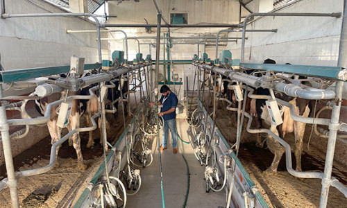 Best-milking-practice