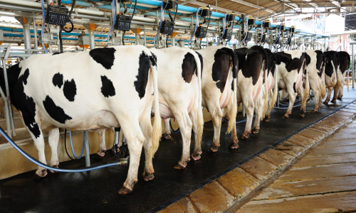 Bharath%20Dairy%20Images%20(8)