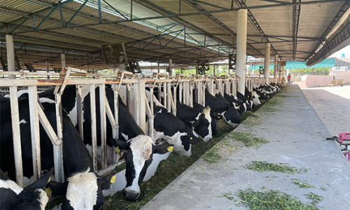 Cow-selection