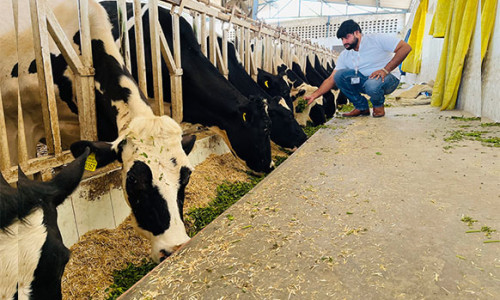 Developing-a-dairy-project