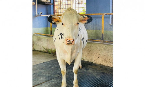 home-for-cow
