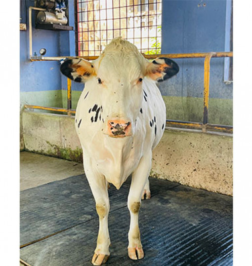 home-for-cow