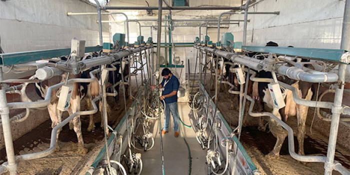 Best-milking-practice