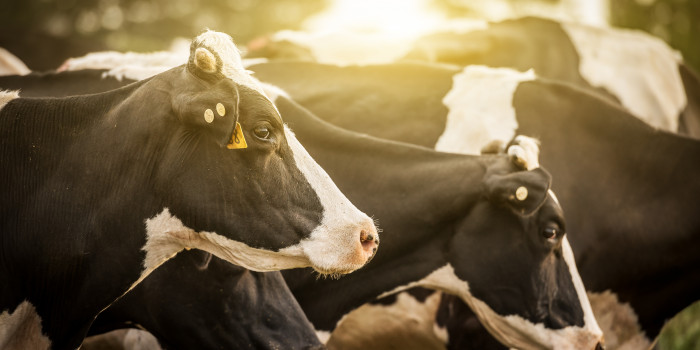 Bharath%20Dairy%20Images%20(6)
