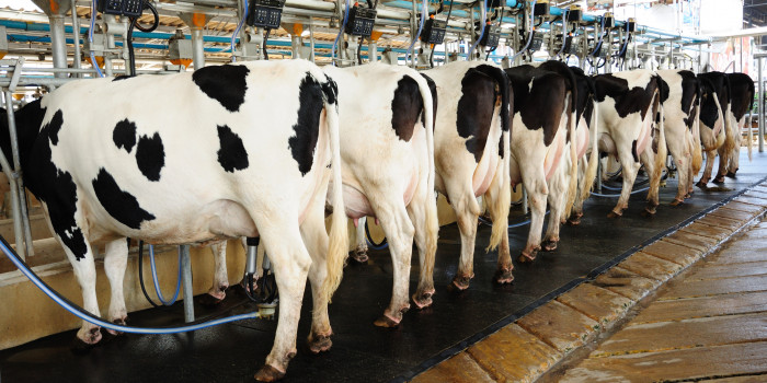 Bharath%20Dairy%20Images%20(8)