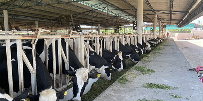 Cow-selection