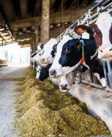 dairy%20farm