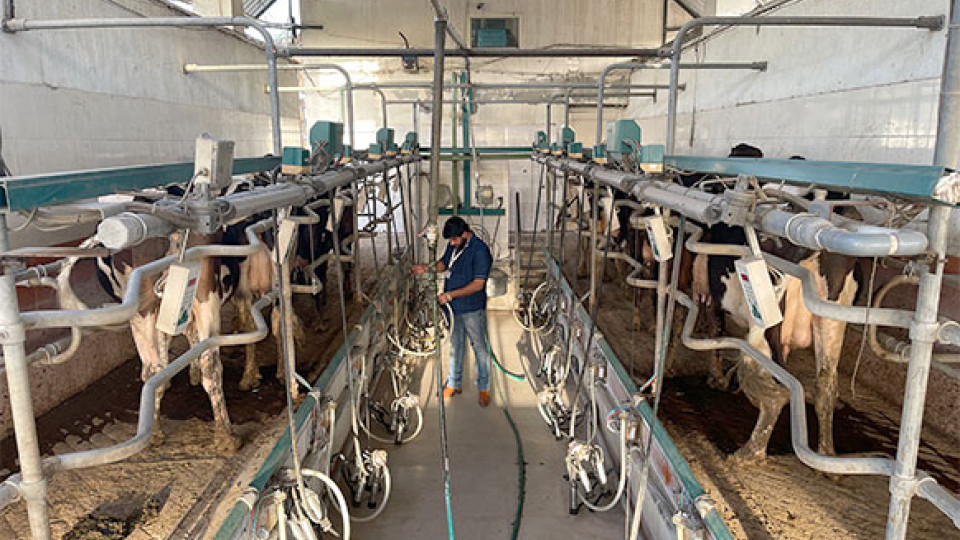 Best milking practices and clean milk production | Bharath Dairy